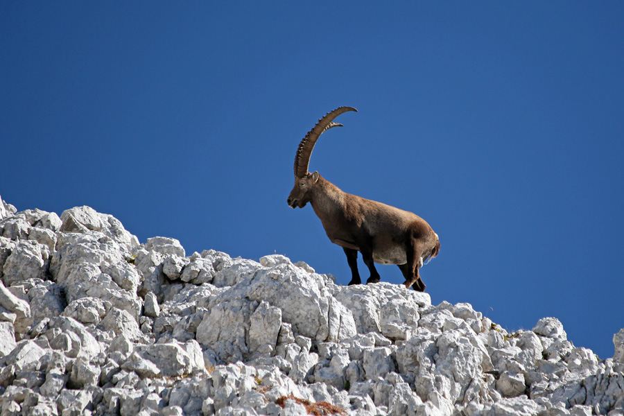 Kozorog
Lepotec pod vrhom Stenarja.
Ključne besede: kozorog capra ibex ibex