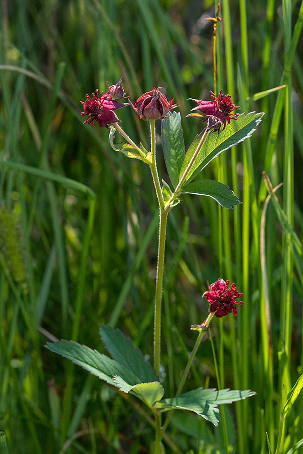 Močvirski petoprstnik 
Močvirski petoprstnik.
Ključne besede: močvirski petoprstnik potentilla palustris