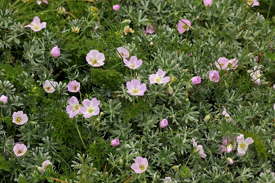 Srebrna krvomočnica II.
Srebrne krvomočnice na Črni prsti.
Ključne besede: srebrna krvomočnica geranium argenteum