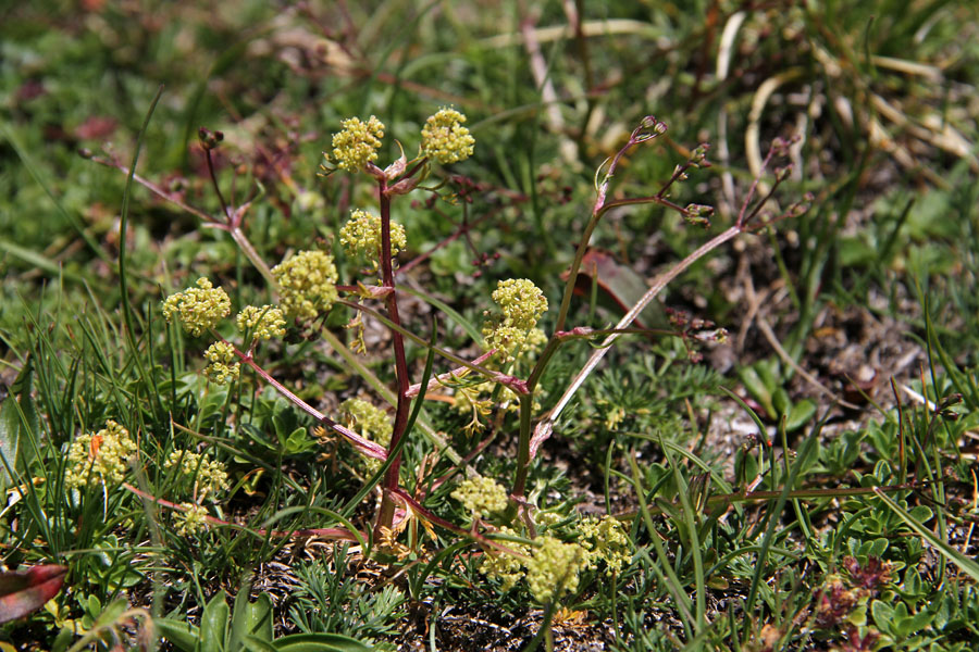 Kranjska trinija
Take rastline nebi pričakoval tako visoko. Plaski Vogel.
Ključne besede: kranjska trinija trinia glauca subsp. carniolica