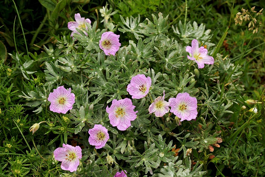 Srebrna krvomočnica I.
Srebrne krvomočnice na Črni prsti. 
Ključne besede: srebrna krvomočnica geranium argenteum