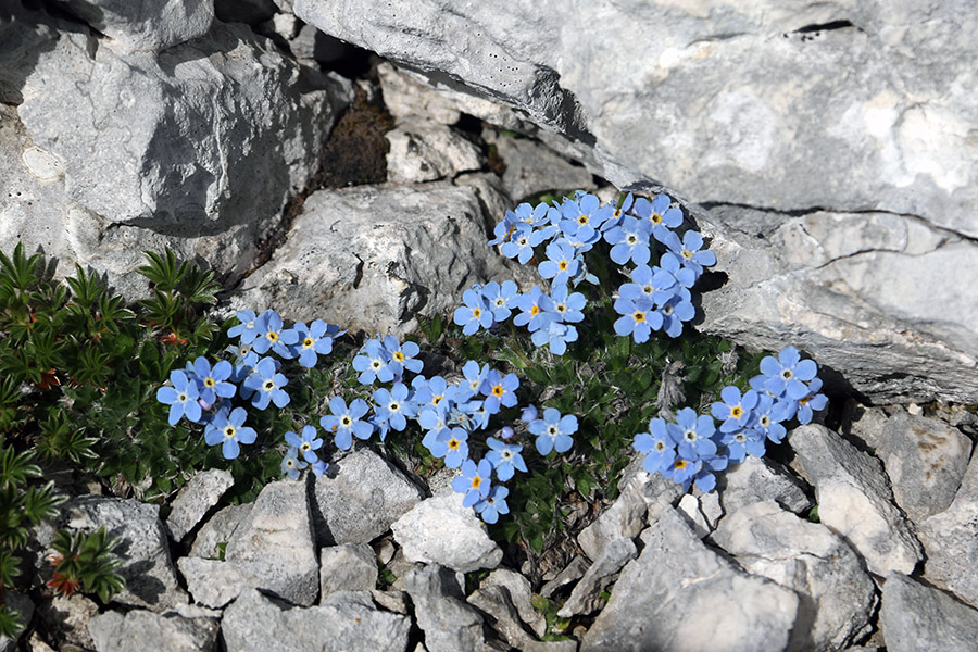 Triglavska neboglasnica
Triglavska neboglasnica na Kanjavcu.
Ključne besede: triglavska neboglasnica eritrichum nanum