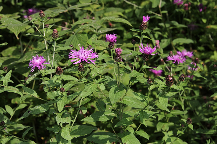 Kranjski glavinec
Kranjski glavinec.
Ključne besede: kranjski glavinec centaurea carniolica
