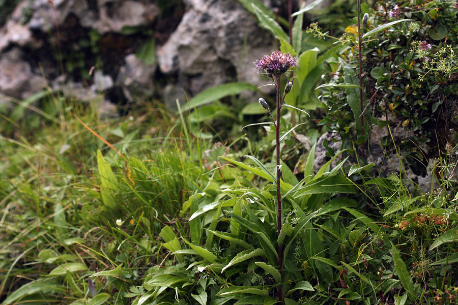 Alpska kosmatulja
Precejšnja redkost v naših Alpah. 
Ključne besede: alpska kosmatulja saussurea alpina