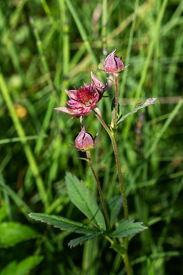Močvirski petoprstnik 
Močvirski petoprstnik.
Ključne besede: močvirski petoprstnik potentilla palustris