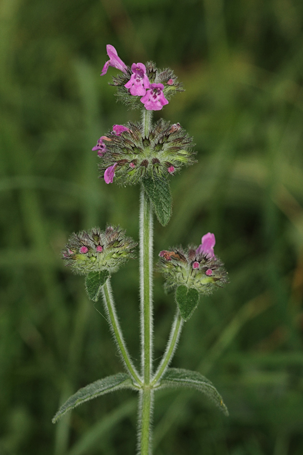 Navadna mačja zel
Navadna mačja zel.
Ključne besede: navadna mačja zel clinopodium vulgare