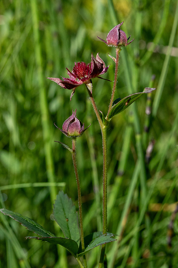 Močvirski petoprstnik 
Močvirski petoprstnik.
Ključne besede: močvirski petoprstnik potentilla palustris