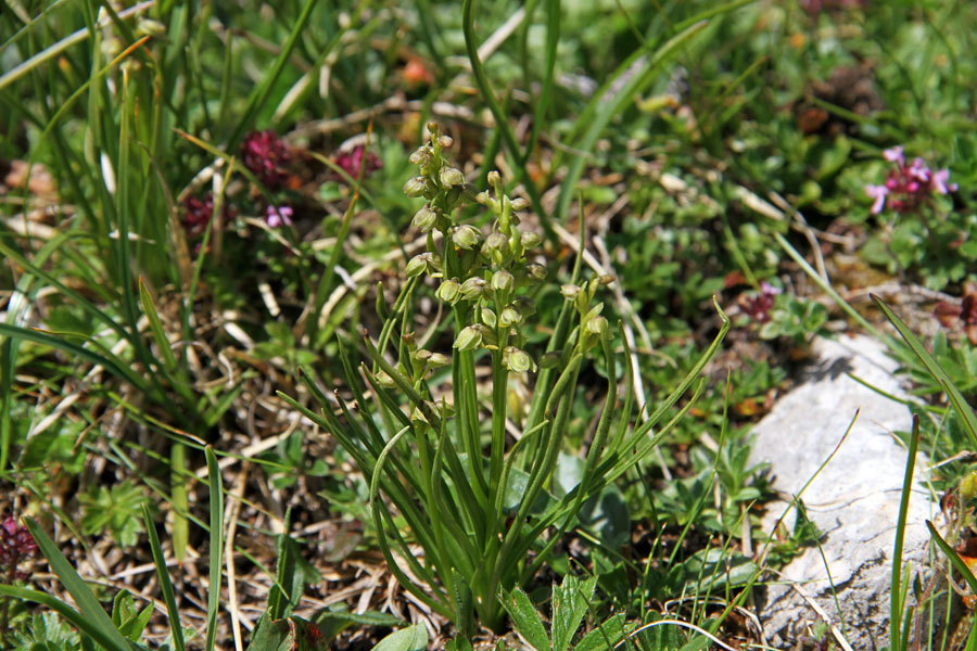 Alpska cepetuljka
Teh drobnih rastlin se vedno razveselimo. 
Ključne besede: alpska cepetuljka chamorchis alpina