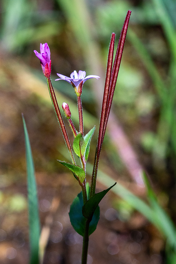 Črvinkasti vrbovec
Črvinkasti vrbovec. Na Pokljuki.
Ključne besede: črvinkasti vrbovec epilobium alsinifolium