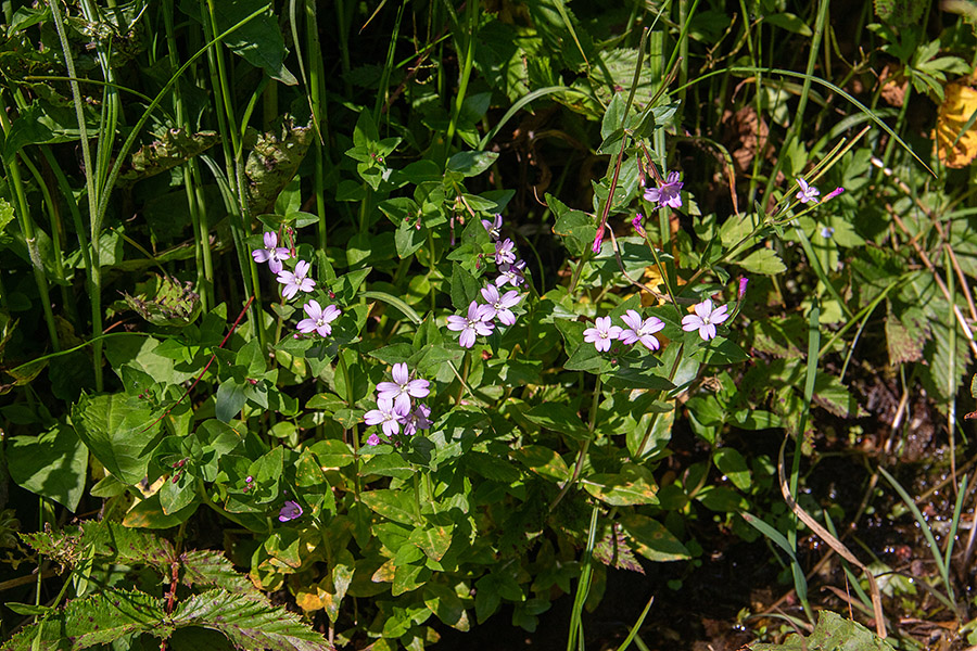 Črvinkasti vrbovec
Črvinkasti vrbovec. Na Pokljuki.
Ključne besede: črvinkasti vrbovec epilobium alsinifolium