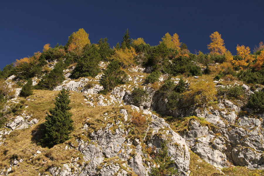 V jesenskih barvah
Macesni v jesenskih barvah. Pod Veliko babo.
Ključne besede: velika bab