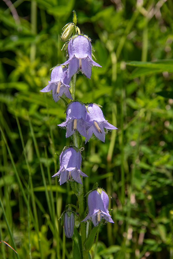 Brkata zvončica
Brkata zvončica. Goreljek.
Ključne besede: brkata zvončica campanula barbata