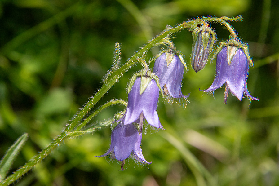 Brkata zvončica
Brkata zvončica. Goreljek pri Pokljuki.
Ključne besede: brkata zvončica campanula barbata