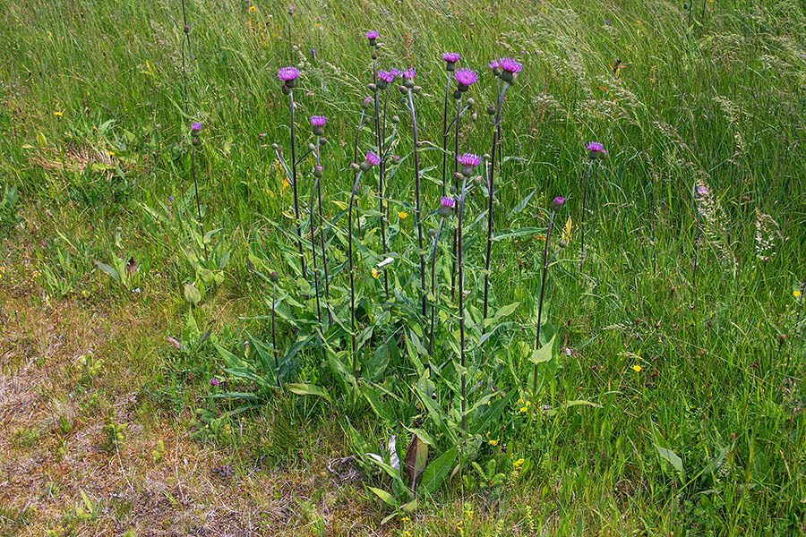 Raznolistni osat 
Raznolistni osat. Pokljuka.
Ključne besede: raznolistni osat cirsium helenioides