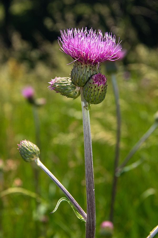Raznolistni osat
Raznolistni osat. Pokljuka.
Ključne besede: raznolistni osat cirsium helenioides