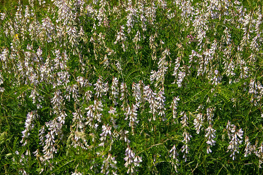 Gozdna grašica 
Gozdna grašica. Na Pokljuki.
Ključne besede: gozdna grašica vicia sylvatica