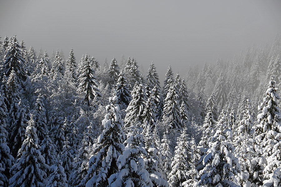 Planina Zajamniki
Meglena meja.
Ključne besede: planina zajamniki