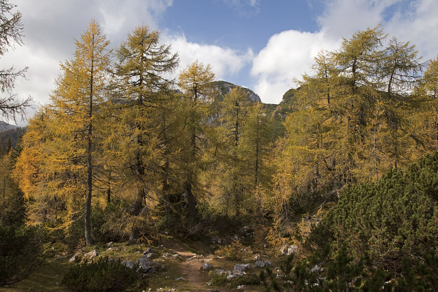Macesni
Macesni nad planino Lipanca.
Ključne besede: mrežce lipanski vrh brda debela peč planina lipanca