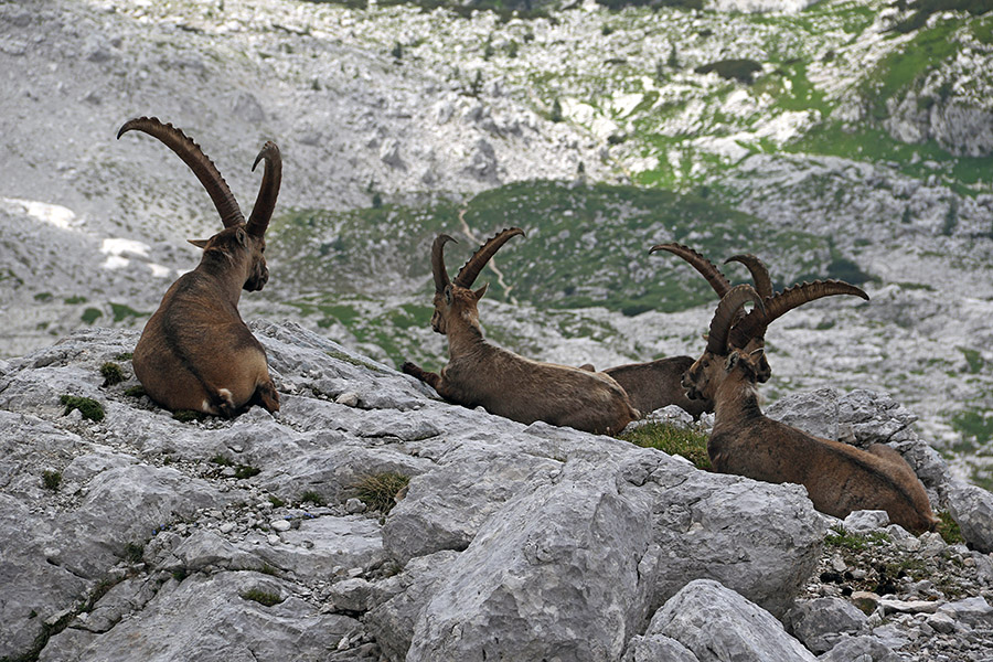 Počitek
Kozorogi pri popoldanskem počitku.
Ključne besede: kozorog capra ibex ibex