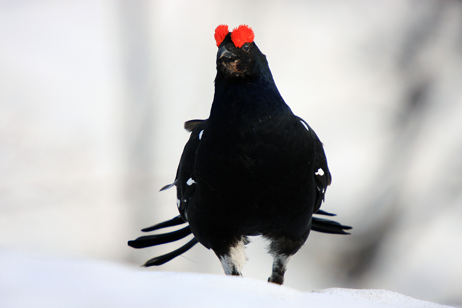 Čakajoč
Ruševec.
Ključne besede: ruševec tetrao tetrix