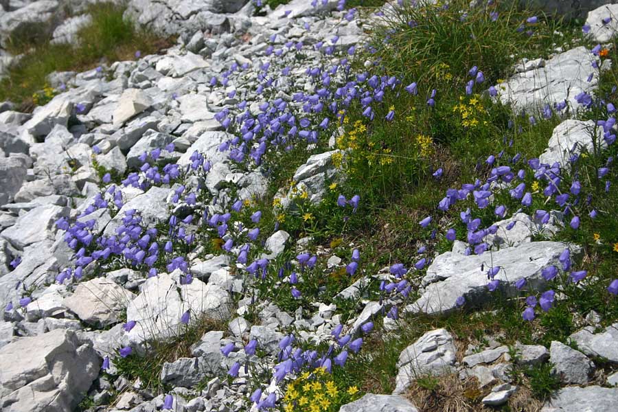 Trebušaste zvončice
Cvetja je v gorah vse manj, zato pogled na vrtiček med melišči še bolj razveseli. Trebušasta zvončica (campanula cochleariifolia) z  vednozelenim kamnokrečem (Saxifraga aizoides) pod Zavetiščem pod Špičkom.
Ključne besede: trebušasta zvončica campanula cochleariifolia vednozeleni kamnokreč saxifraga aizoides