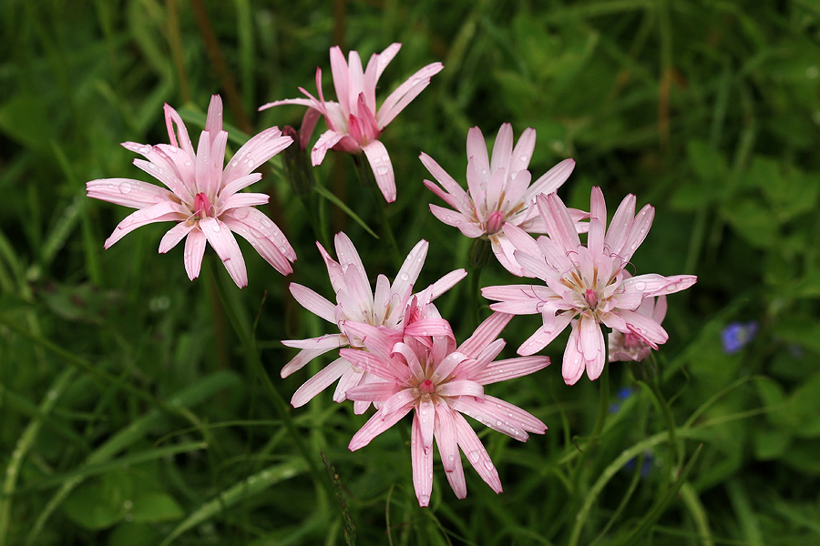 Rožnati gadnjaki
Rožnati gadnjak za Liscem.
Ključne besede: rožnati gadnjak scorzonera rosea