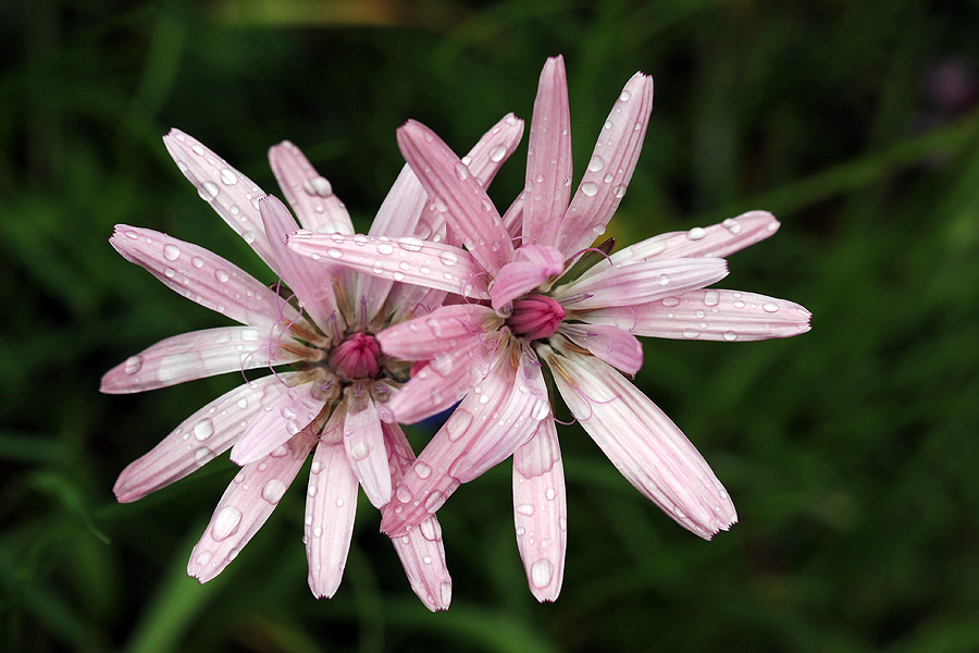 Rožnata gadnjaka
Rožnati gadnjak za Liscem.
Ključne besede: rožnati gadnjak scorzonera rosea