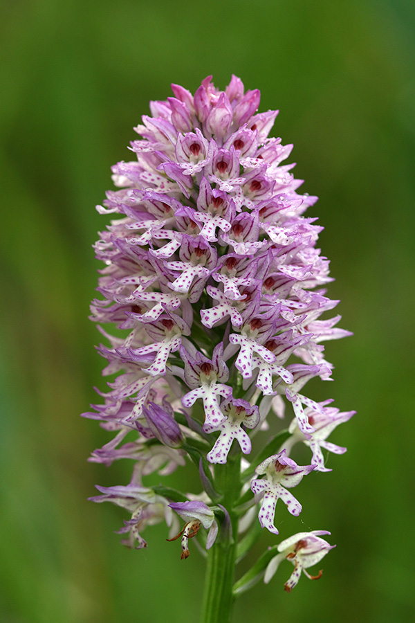Križanec
Križanec med pikastocvetno in trizobo kukavico.
Ključne besede: pikastocvetna kukavica orchis ustulata X trizoba kukavica orchis tridentata