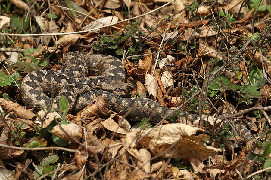 Modras
V suhem listju težko opazen.
Ključne besede: kača modras vipera ammodytes