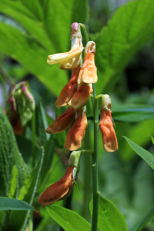 Rumeni grahor
Rumeni grahor v planini Za Liscem.
Ključne besede: rumeni grahor lathyrus occidentalis