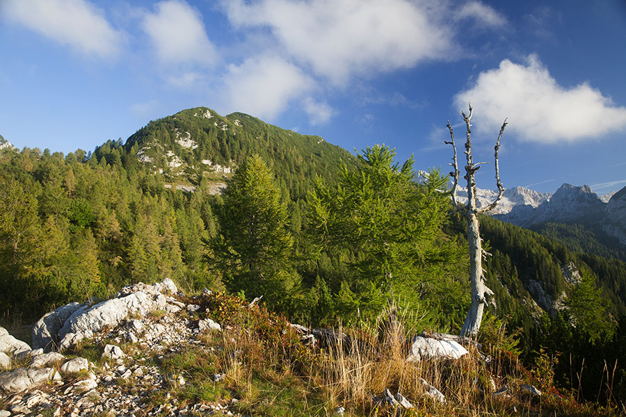 Planina Krstenica
Na planini Krstenica.
Ključne besede: planina krstenica