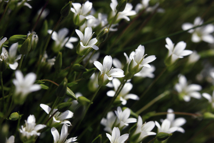 Avstrijska črvinka
Malo bližji pogled na avstrijsko črvinko.
Ključne besede: avstrijska črvinka minuartia austriaca