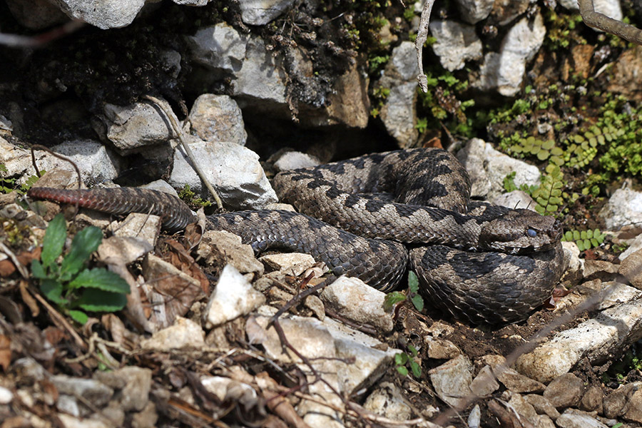 Modras
Pred svojo luknjo iz katere je prilezel.
Ključne besede: kača modras vipera ammodytes