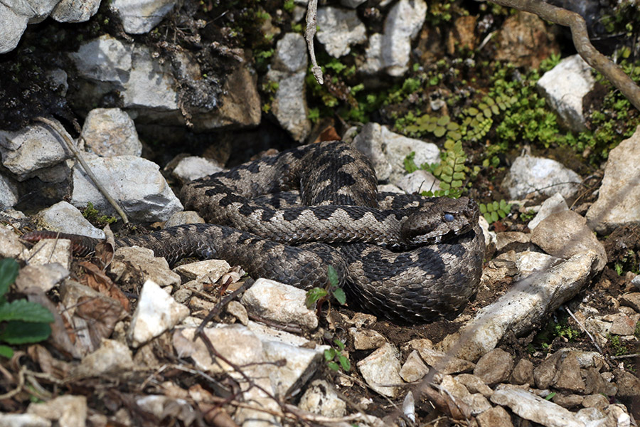 Modras
Modrasi se že sončijo.
Ključne besede: kača modras vipera ammodytes