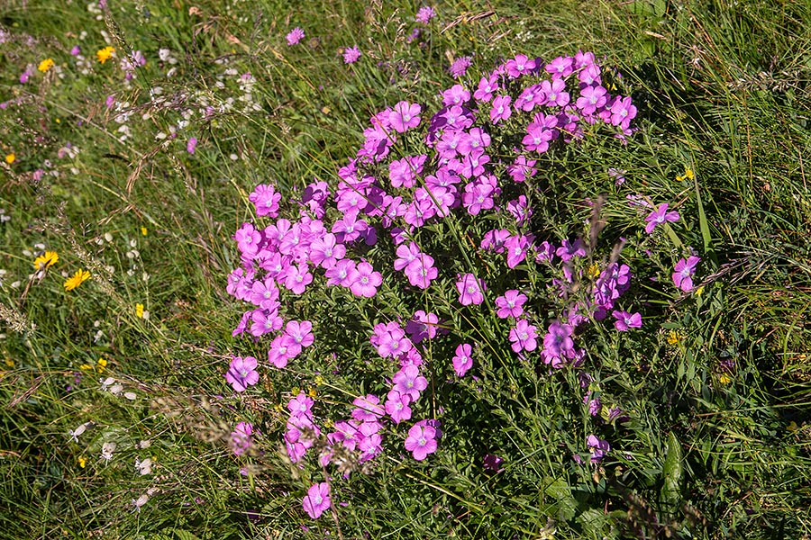 Lepljivi lan
Lepljivi lan. Pot na Možic.
Ključne besede: lepljivi lan linum viscosum