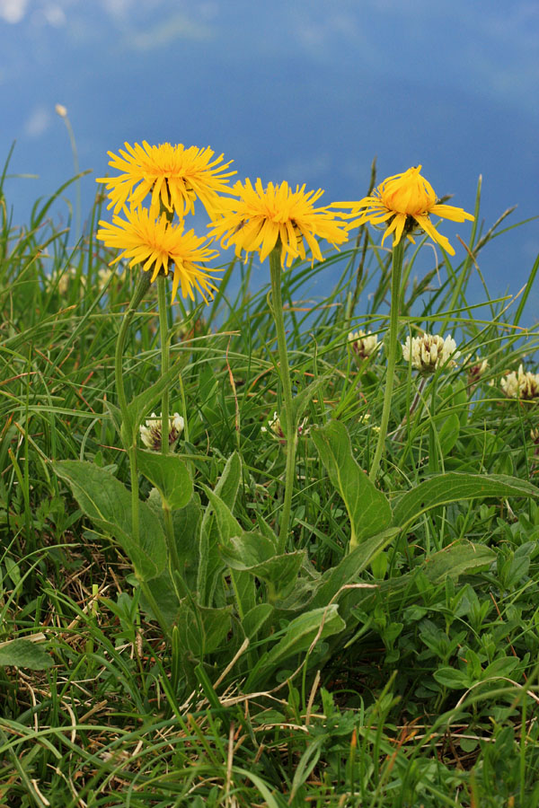 Gorski dimek II.
Gorski dimek na Črni prsti.
Ključne besede: gorski dimek crepis bocconi