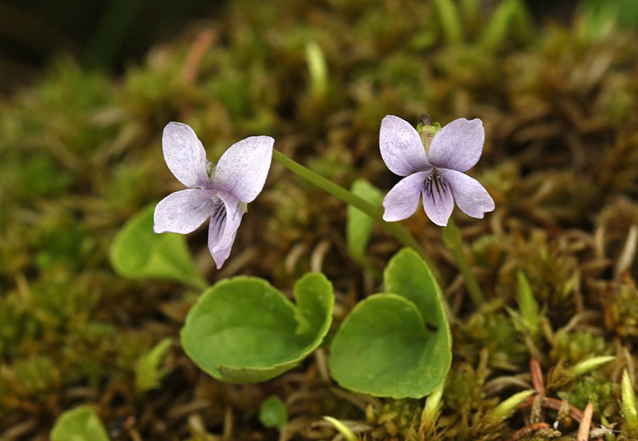 Močvirska vijolica
Močvirska vijolica.
Ključne besede: močvirska vijolica viola palustris