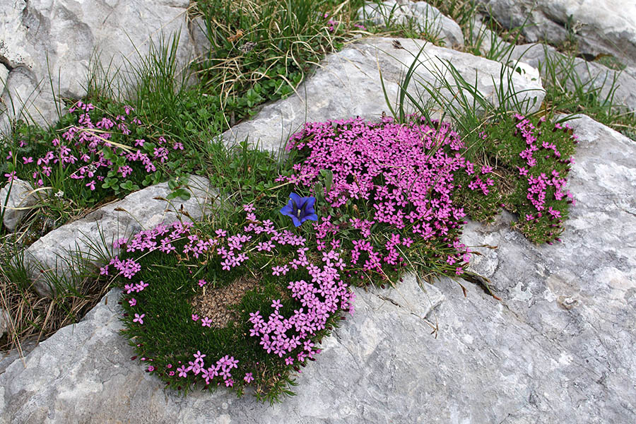 Vrtiček na skali
Brezstebelna lepnica in encijan. V konti Vrtačica.
Ključne besede: brezstebelna lepnica silene acaulis clusijev svišč encijan gentiana clusii