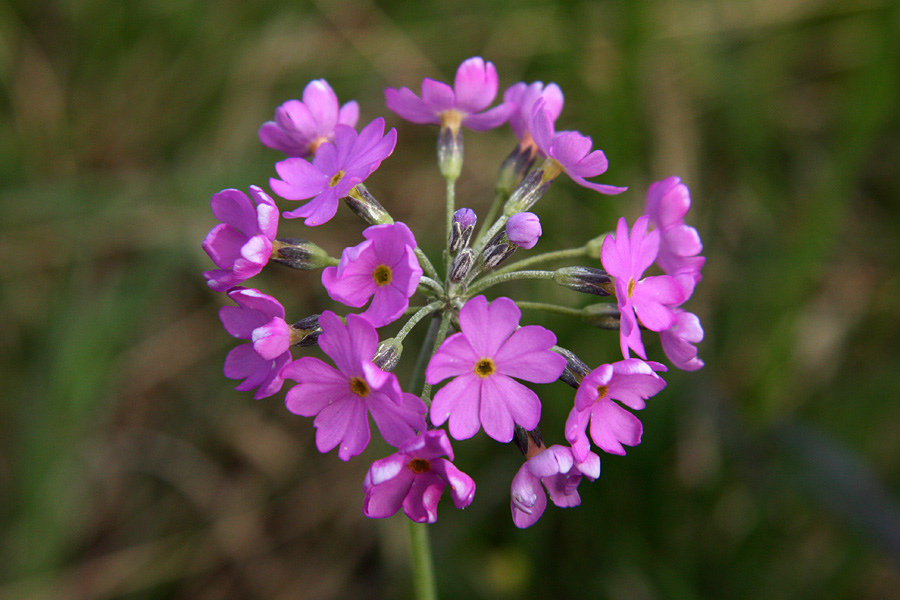 Moknati jeglič
Moknati jeglič.
Ključne besede: moknati jeglič primula farinosa