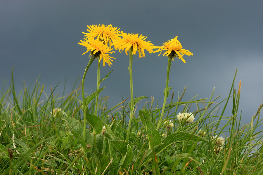 Gorski dimek I.
Gorski dimek na Črni prsti.
Ključne besede: gorski dimek crepis bocconi