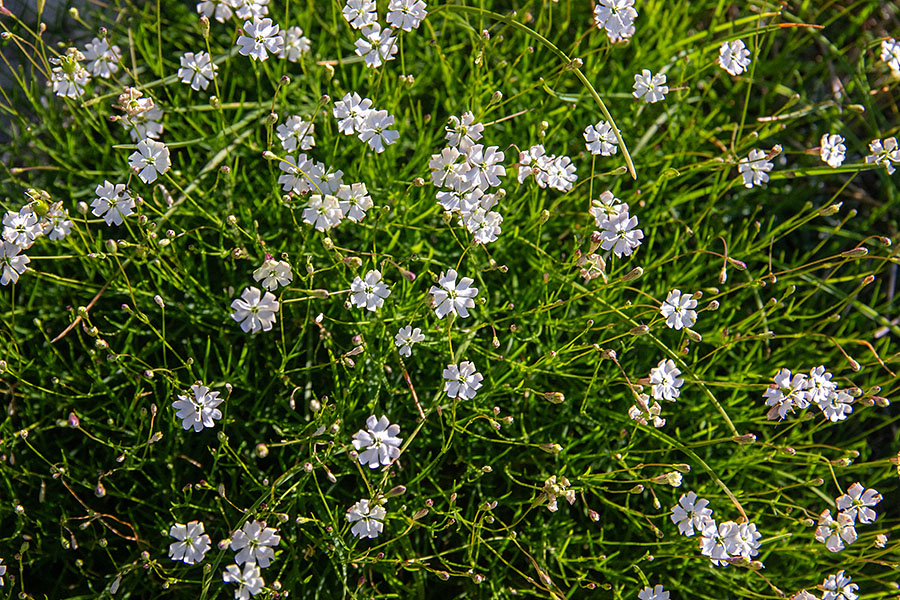 Kamnokrečna lepnica
Kamnokrečna lepnica. Na Slatniku.
Keywords: kamnokrečna lepnica silene saxifraga