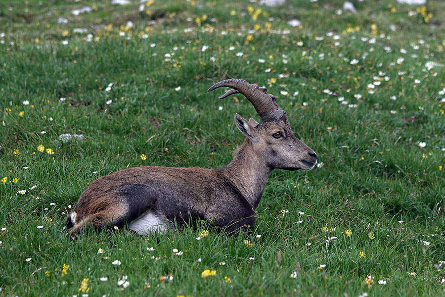 Počitek v miru
Pod Draškim vrhom.
Ključne besede: kozorog capra ibex ibex