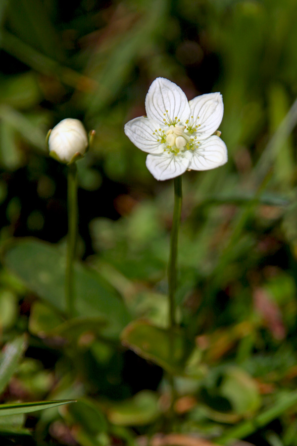 Močvirska samoperka
Močvirska samoperka (Parnassia palustris). Prevalski Stog.
Ključne besede: močvirska samoperka parnassia palustris