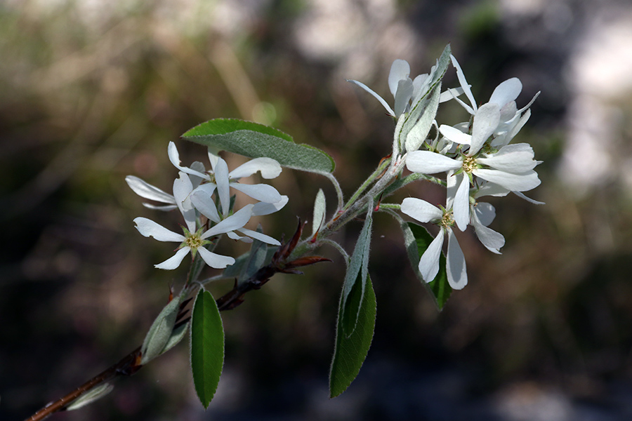 Šmarna hrušica
Grape proti vasici Moggessa di qua krasijo cvetoče šmarne hrušice.
Ključne besede: šmarna hrušica amelanchier ovalis