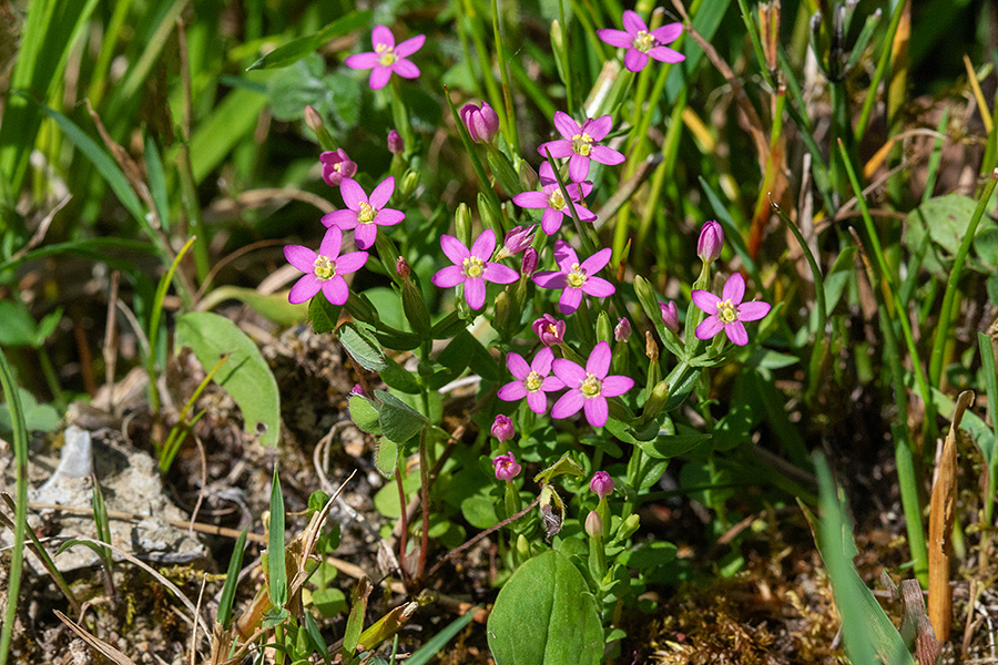 Zala tavžentroža
Zala tavžentroža.
Ključne besede: zala tavžentroža centaurium pulchellum