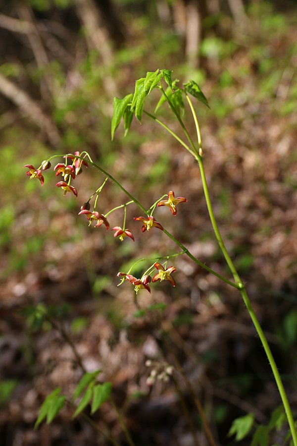 Alpski vimček
V senčnih, gozdnih predelih. Nad naseljem Moggio (pot v Moggessa di qua). 
Ključne besede: alpski vimček epimedium alpinum