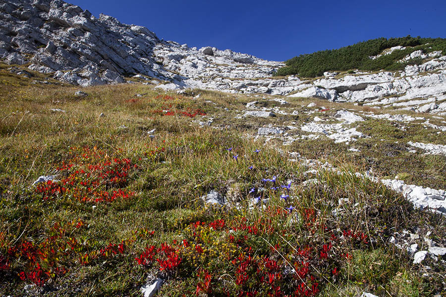 Pod Malo Rodico
Zaplate jesensko obarvanega alpskega gornika so vidne že od daleč. Pod Malo Rodico.
Ključne besede: rodica dole alpski gornik arctostaphylos alpinus