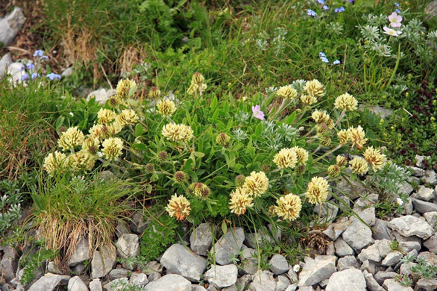 Noriška detelja
Noriška detelja na Črni prsti.
Ključne besede: noriška detelja trifolium noricum