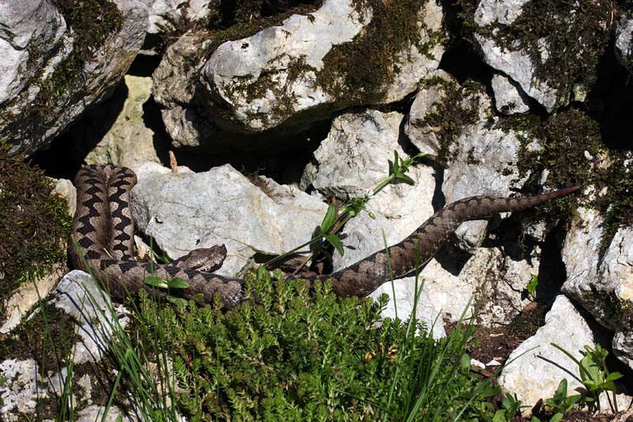 Modrasinja V.
Modras (samica) se greje na soncu.
Ključne besede: modras  vipera  ammodytes