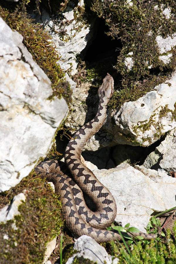Modrasinja III.
Modrasinja išče primerno lego, da se čim hitreje ogreje na soncu.
Ključne besede: modras  vipera  ammodytes
